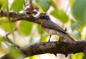 Leaden Flycatcher (f)