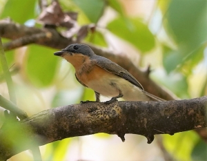 Leaden Flycatcher (f)