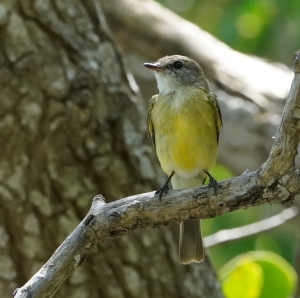 Lemon-bellied Flycatcher