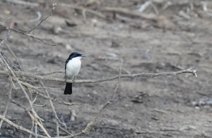 Paperbark Flycatcher