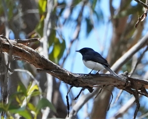 Satin Flycatcher