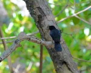 Shining Flycatcher (m)