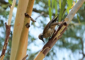 Little Friarbird