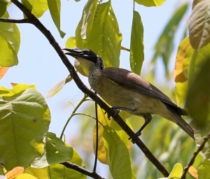 Silver-crowned Friarbird