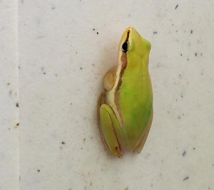 Frog