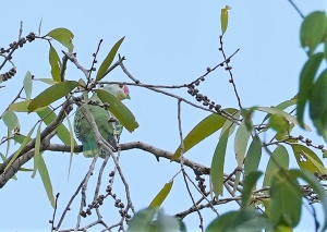 Rose-crowned Fruit-dove