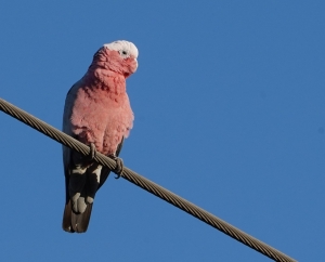 Galah