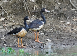 Magpie Goose