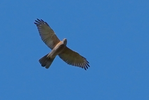 Brown Goshawk