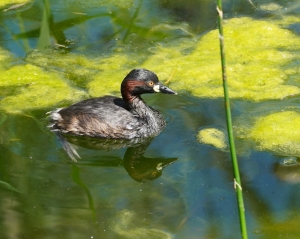 Australasian Grebe (aviary, but seen in wild)