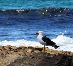 Pacific Gull