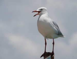 Silver Gull