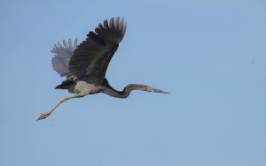 Great-billed Heron