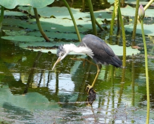 Pied Heron