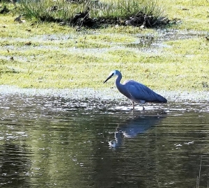 White-faced Heron