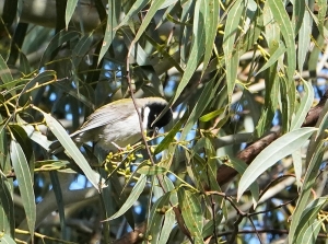 Black-headed Honeyeater