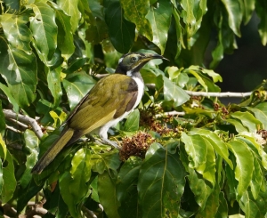 Blue-faced Honeyeater (imm)
