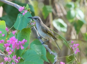 Brown Honeyeater