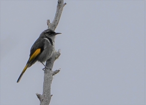 Crescent Honeyeater