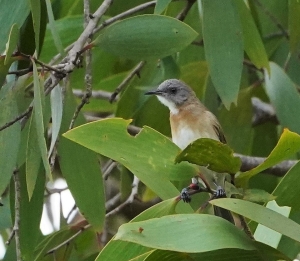 Rufous-banded Honeyeater