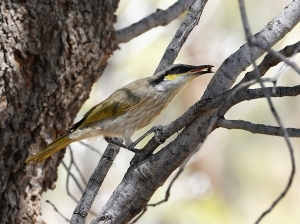 Singing Honeyeater