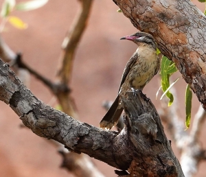 Spiny-cheeked Honeyeater