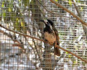 White-fronted Honeyeater (aviary)