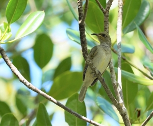 White-gaped Honeyeater