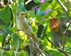 Yellow-tinted Honeyeater