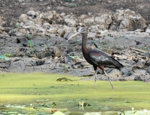 Glossy Ibis
