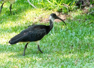 Straw-necked Ibis