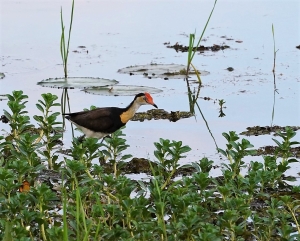 Comb-crested Jacana