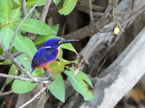 Azure Kingfisher