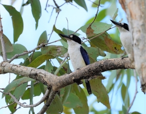 Forest Kingfisher