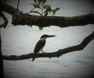 Torresian Kingfisher