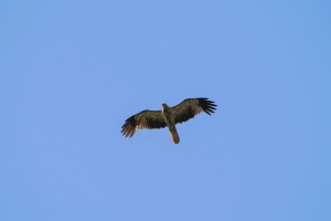 Whistling Kite
