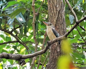 Blue-winged Kookaburra