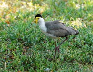 Masked Lapwing