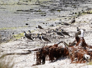 Masked Lapwing (Black-shouldered)