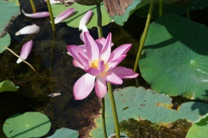 Lotus Lily