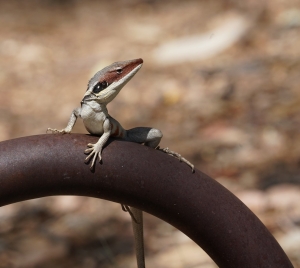 Lizard