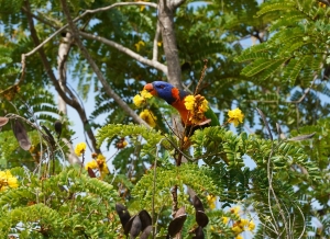 Red-collared Lorikeet