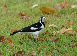 Magpie-lark