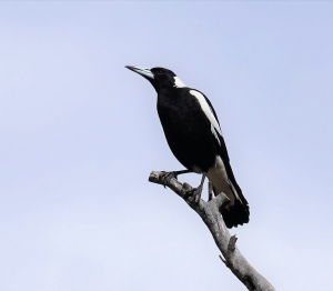 Australian Magpie