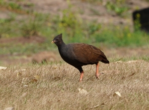 Orange-footed Megapode