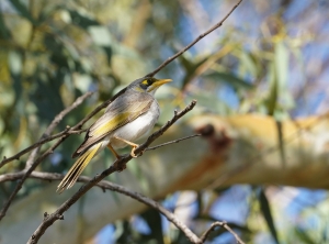 Yellow-throated Miner