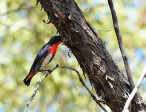 Mistletoebird