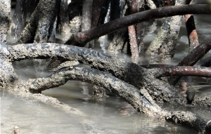 Mudskipper