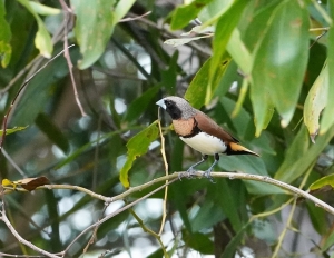 Chestnut-breasted Munia