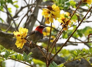Red-headed Myzomela